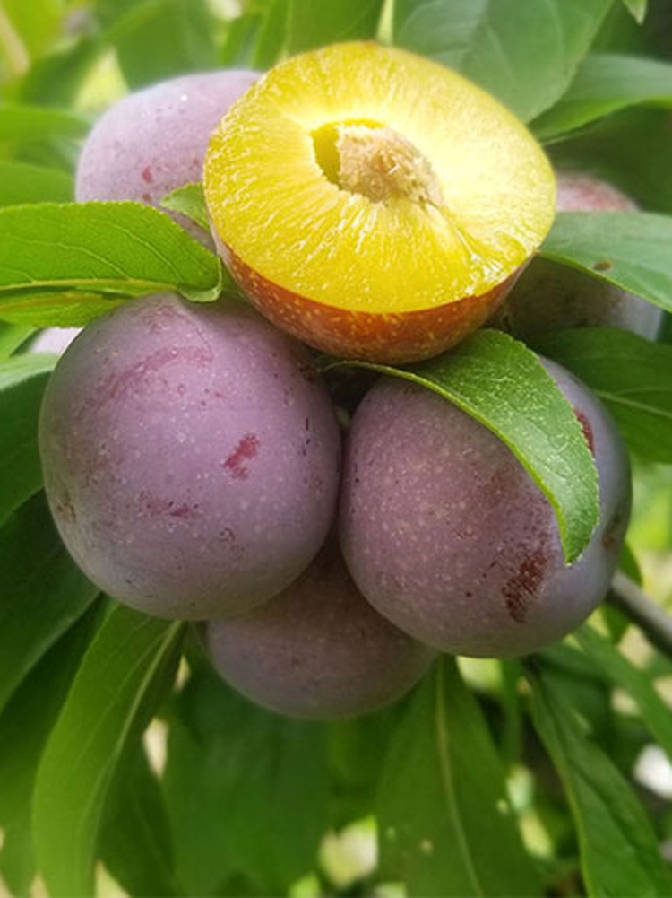 汶川脆红李晚熟子树苗嫁接盆