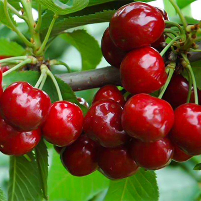 乌克兰矮化大樱桃树苗嫁接果树苗樱桃苗盆栽地栽南方北方种植易活