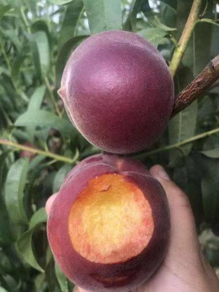 新品种黑桃皇后树苗嫁接桃树苗9月成熟不裂果抗病强全国种植易活