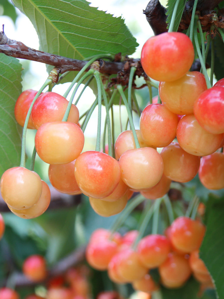 烟台大樱桃树苗黄蜜樱桃苗嫁接果树苗南方北方种植当年结果