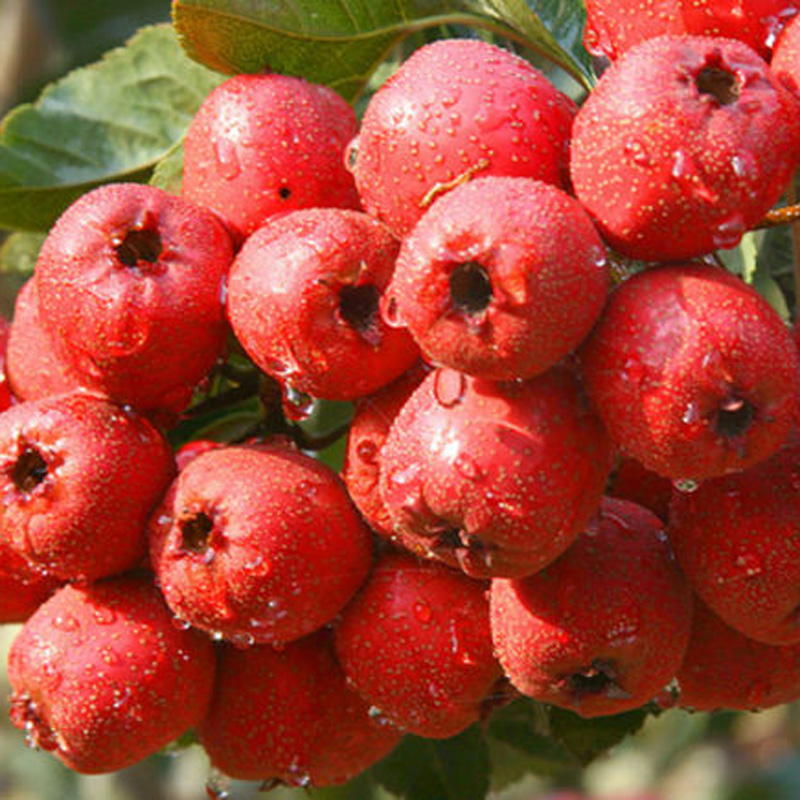 大歪把山楂树苗地栽嫁接山楂苗特大果甜山楂南方北方种植当年结果