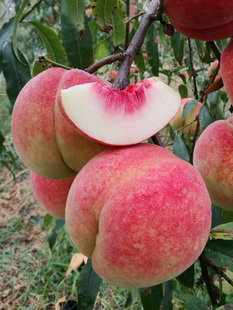 特大晚熟脆甜青州蜜桃苗嫁接桃树苗南方北方种植耐寒易成活产量高