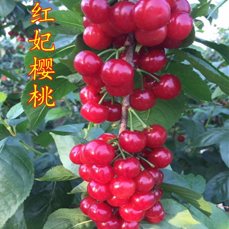 嫁接樱桃苗 红妃樱桃苗 南方红妃樱桃树苗批 发 当年结果树苗包邮