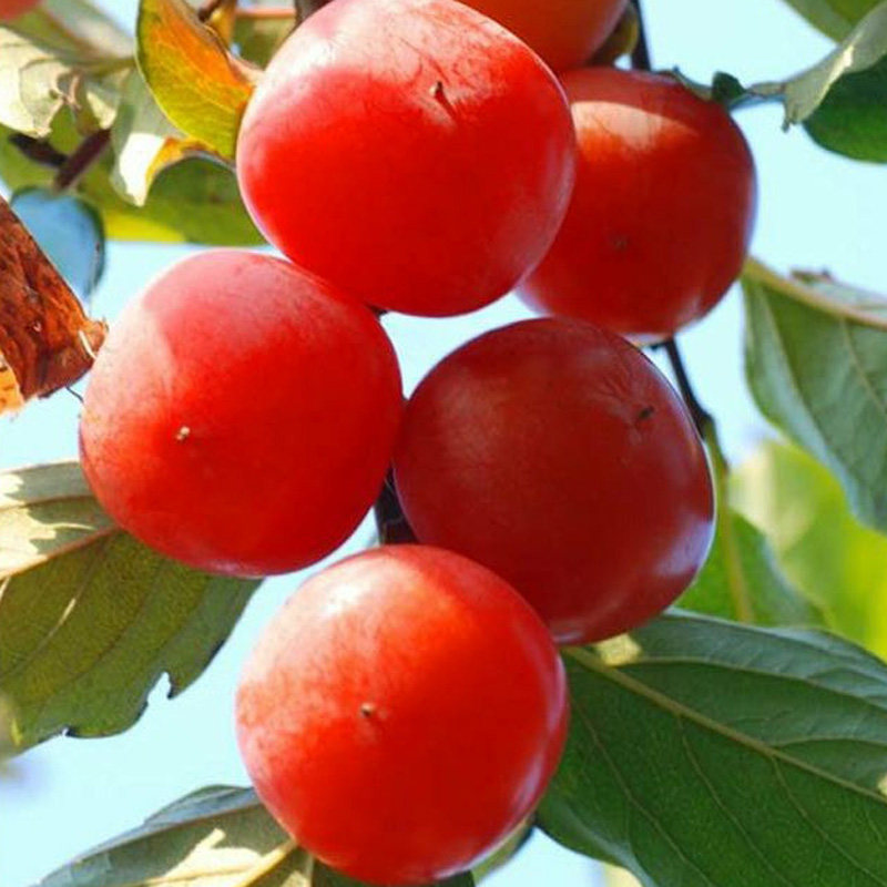 新品种日本软甜红蜜柿子树嫁接柿子苗南北方种植耐寒易活汁多香甜