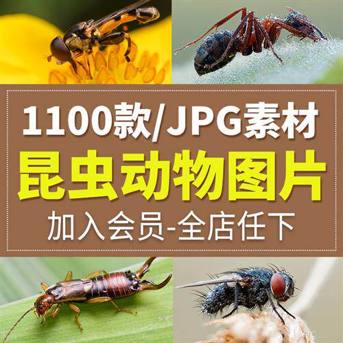 高清生物昆虫蚂蚁蜜蜂动X物海报设计素材摄影打印资料jpg图片百科