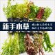 鱼缸懒人水草植物活体淡水有茎草缸造景水族箱中后景沉木水草套餐