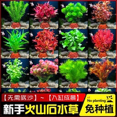 火山石水草植物鱼缸造景装 饰水培阴性蜈蚣草绿菊真草净化水质套餐