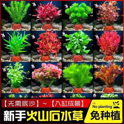火山石水草植物鱼缸造景装饰水培阴性蜈蚣草绿菊真草净化水质套餐