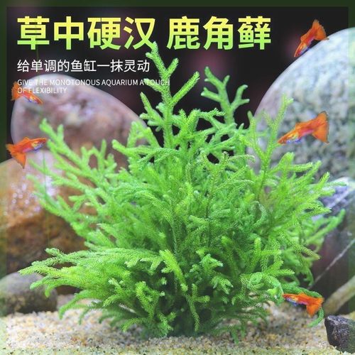 鹿角榕懒人水草植物淡水无土耐低温苔藓鱼缸生态瓶雨淋缸造景