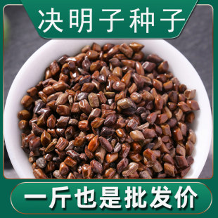 决明子种籽子散装中药材草决明种子孑春季秋季幼儿园植物教学盆栽