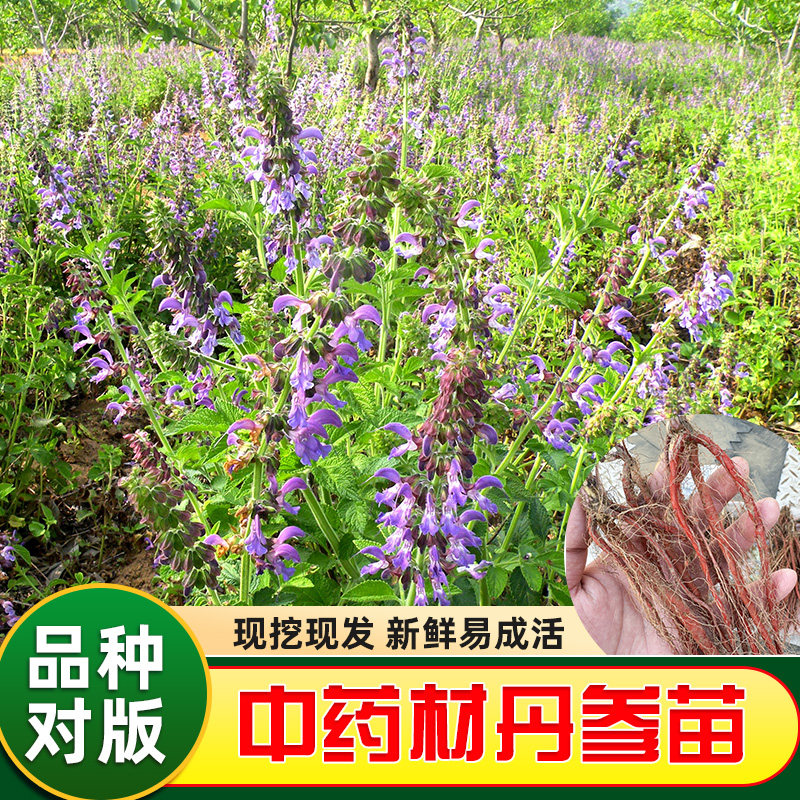 丹参苗中药材丹参种苗百草园种植苗丹参种子中草药盆栽丹参观赏花