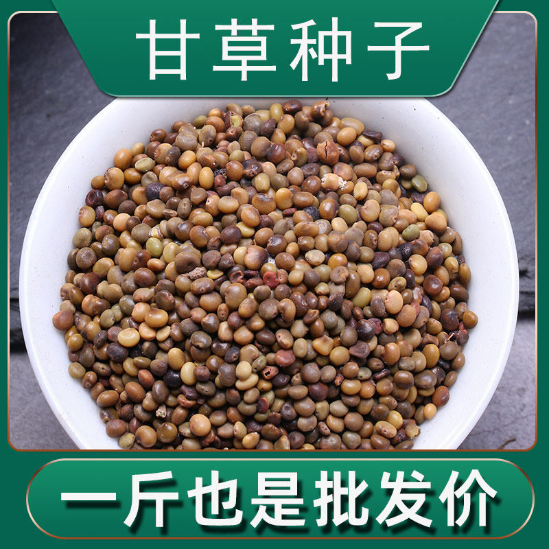 甘草种籽新产中药材甘草种植籽苗优质散装甘草种子春季秋季盆栽苗