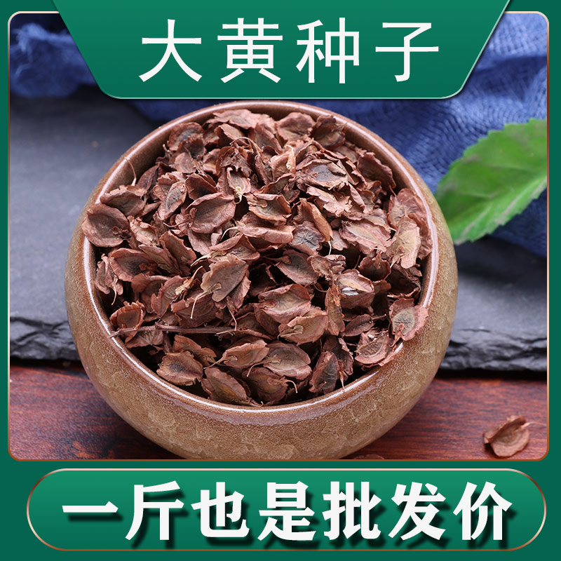 大黄种籽优质土大黄种子种植苗散装春季秋季播种新中草药盆栽苗