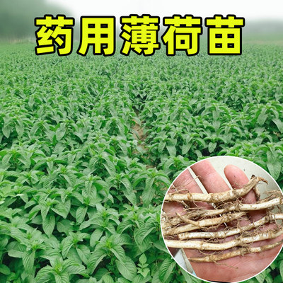 药用薄荷苗裸根好成活