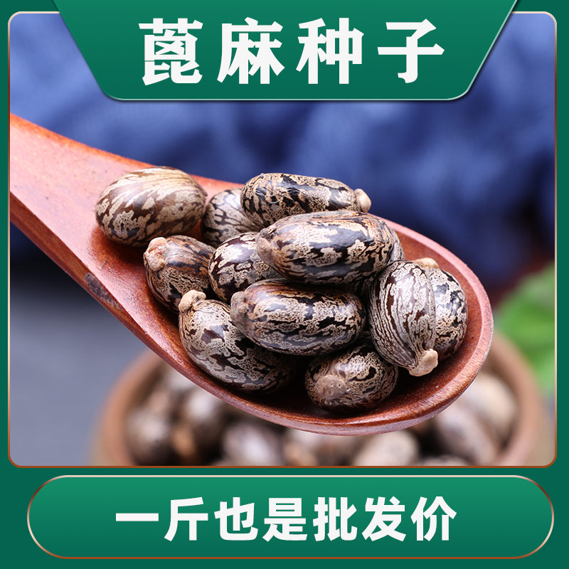 蓖麻籽2023新种子发芽率高
