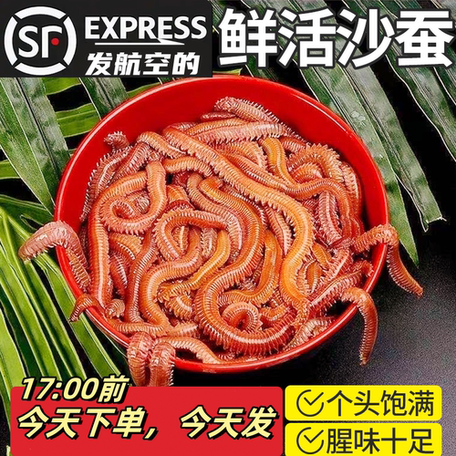 沙蚕红青虫鲈鱼饵蚂蝗蜈蚣