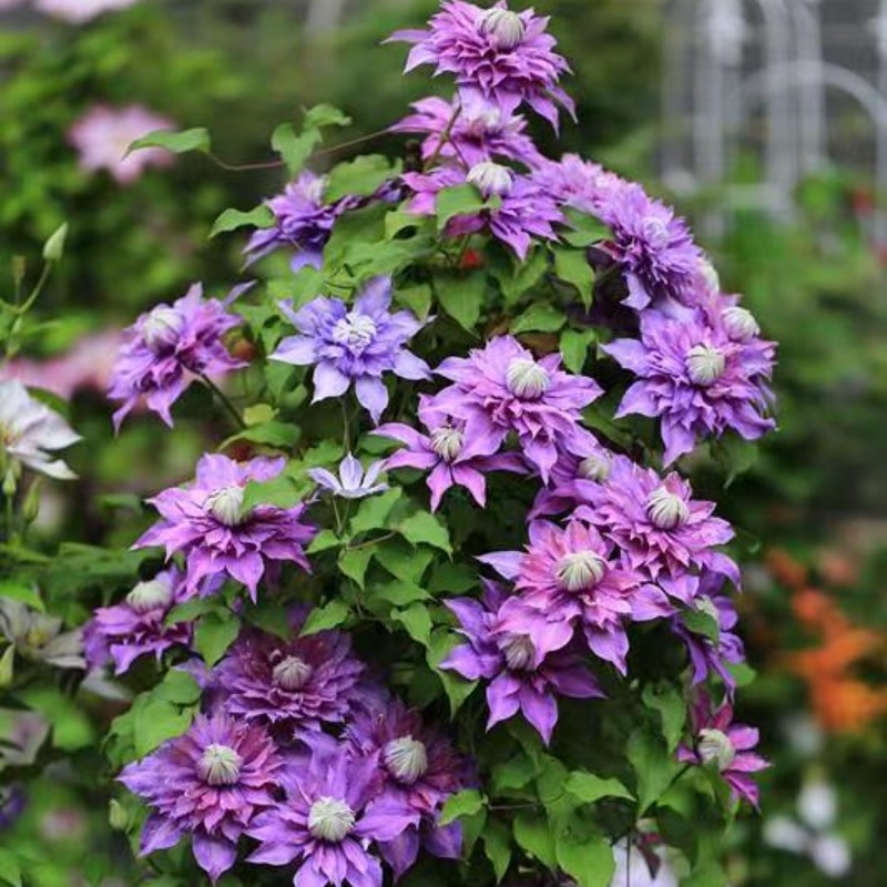 铁线莲无刺大花攀爬阳台庭院耐寒