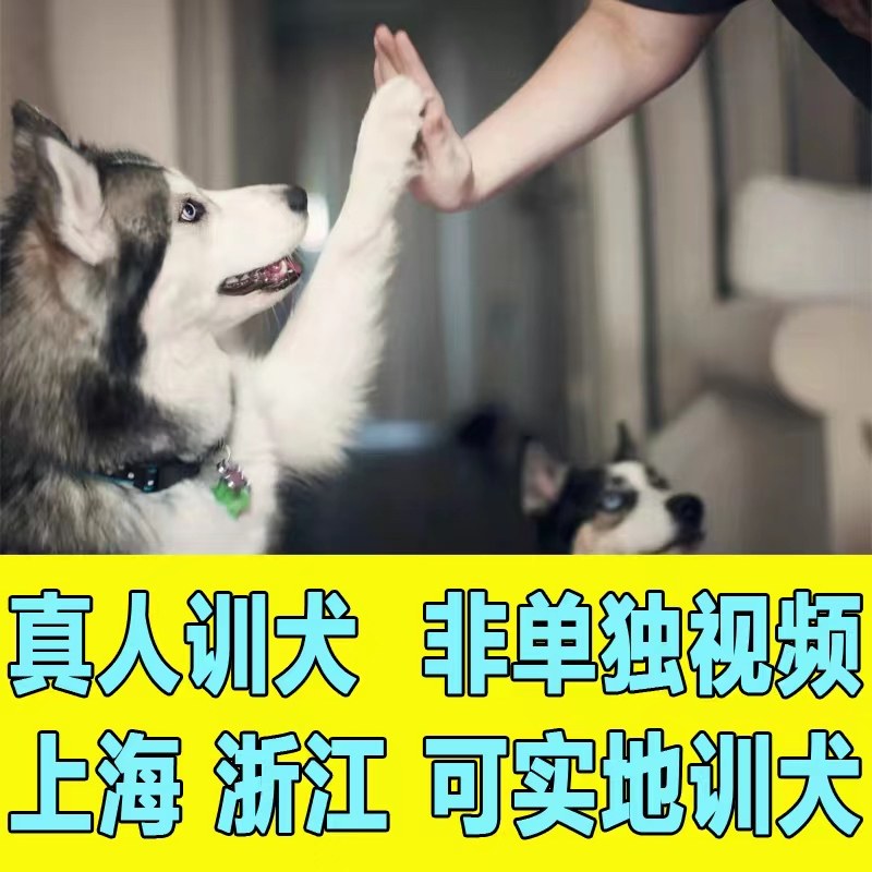 宠物学校宠物训练训练狗训狗狗训犬基地杭州宠物学校杭州宠物训练