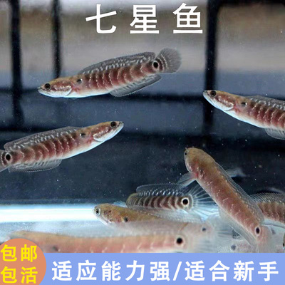 观赏鱼七星鱼月鳢山斑鱼