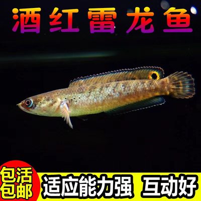 活体阿萨姆蓝帆奶茶雷龙鱼蓝宝石七彩雷龙巴卡幼苗子中小型观赏鱼