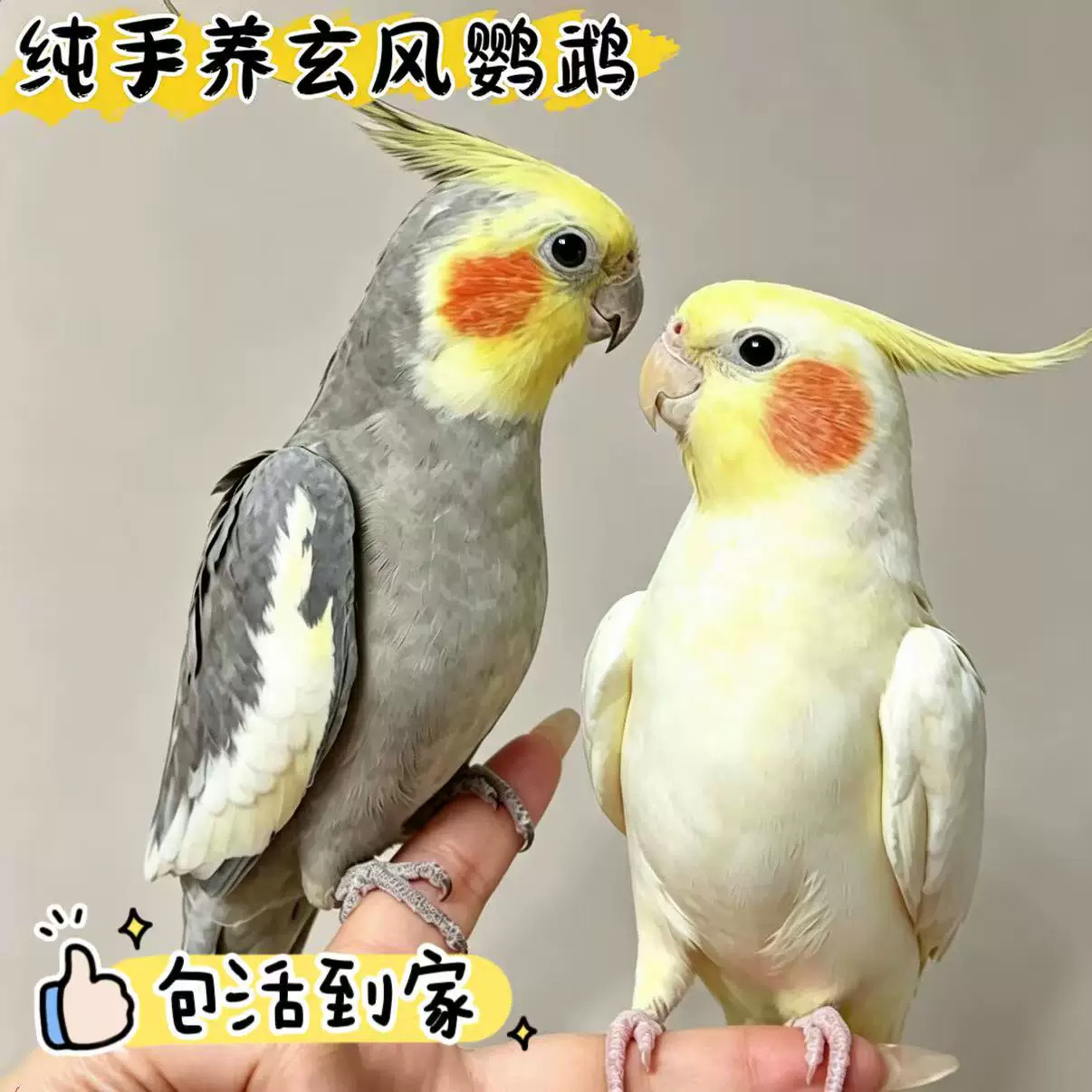 玄凤鹦鹉黄化珍珠玄凤原始灰