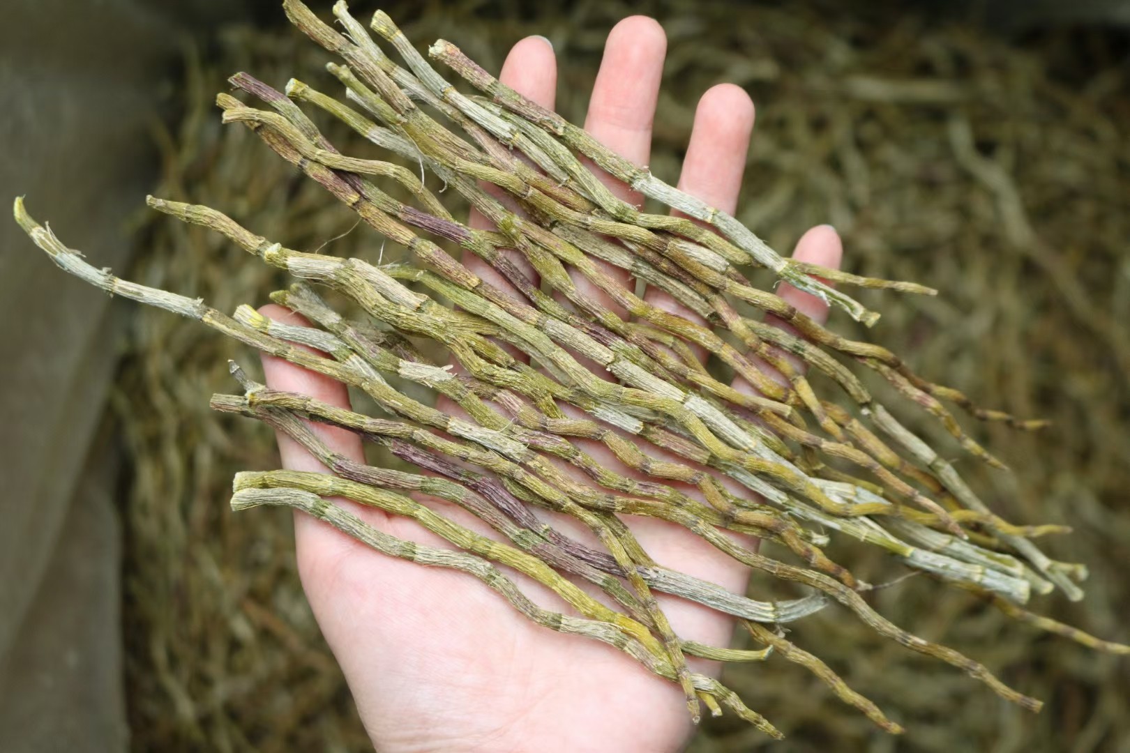 铁皮石斛干条粗条中药材长条