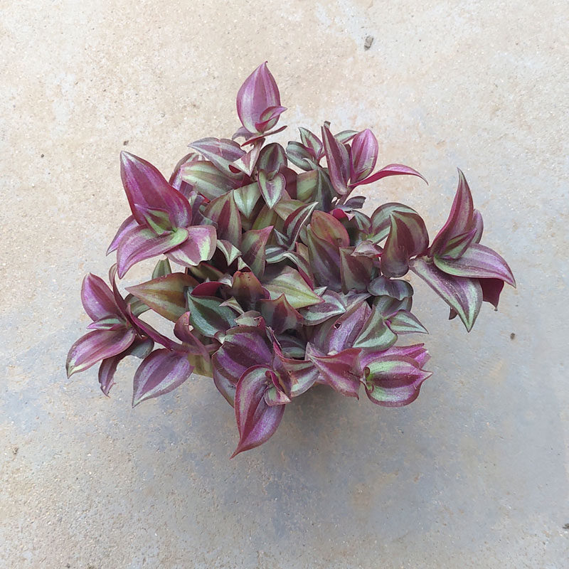 紫叶吊竹梅吊兰绿植盆栽花垂吊爬藤花卉室内桌面客厅观叶植物吊兰