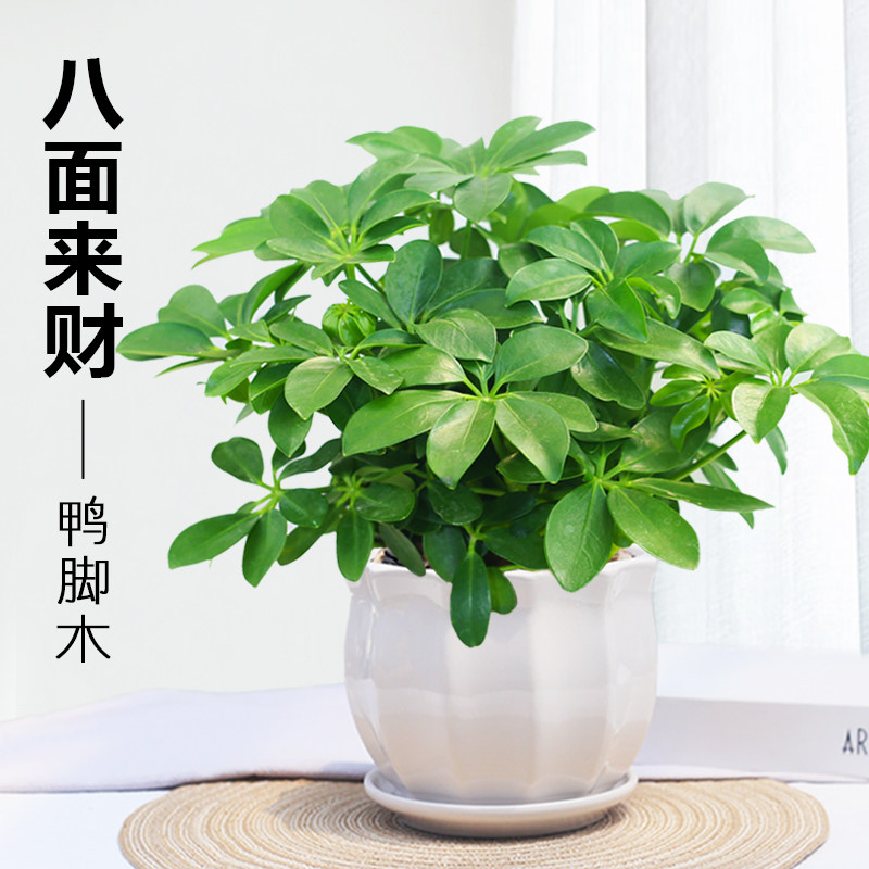 鸭脚木盆栽八面来财老桩七叶莲盆栽植物室内招财树四季好养小绿植