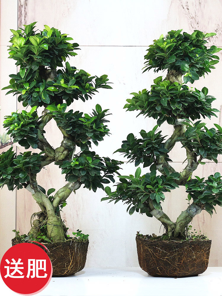 金钱榕盆栽绿植花卉大8字老桩造型s弯摇钱树植物小叶人参榕树盆景