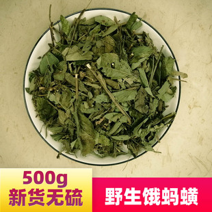 野生饿蚂蝗饿蚂蟥草中药材山旱蚂蝗草疳积肠胃草红掌草豆子草鞋板