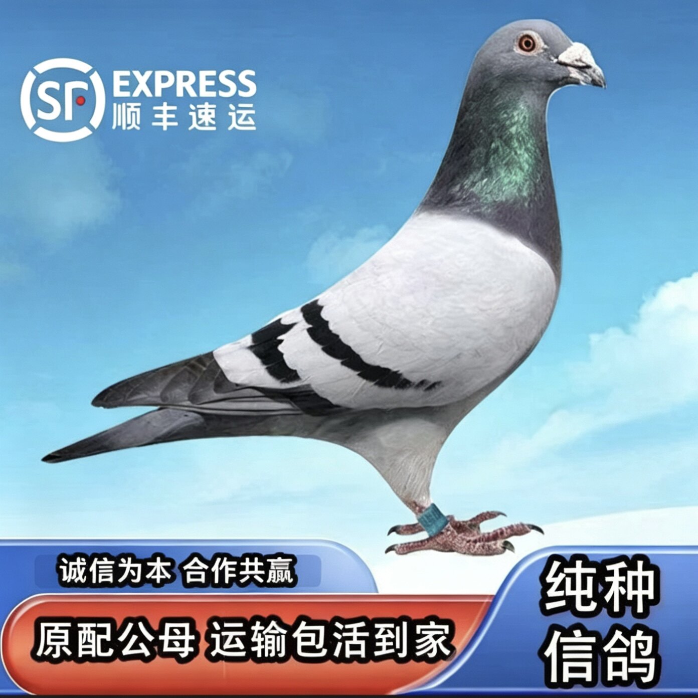 信鸽活体纯种一对鸽子赛鸽种鸽幼鸽黑金刚成绩鸽原配观赏肉鸽包活