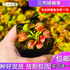 насекомоядное растение 贝壳捕蝇草食虫植物可爱萌物吃虫驱蚊扑蝇食人花桌面盆栽喜阳绿植