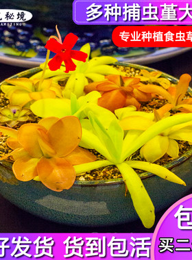 虫子可爱各种捕蝇草毛毡苔捕虫堇