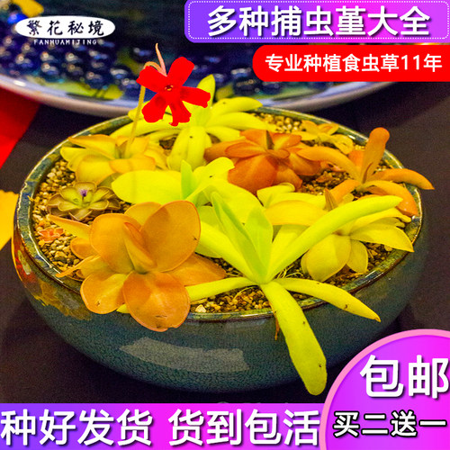 虫子可爱各种捕蝇草毛毡苔捕虫堇