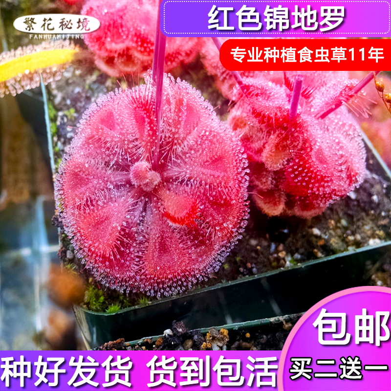 红色锦地罗茅膏菜【进口稀有品种可以全红迷你可爱小型盆栽食人花