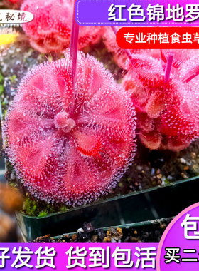 红色锦地罗茅膏菜【进口稀有品种可以全红迷你可爱小型盆栽食人花