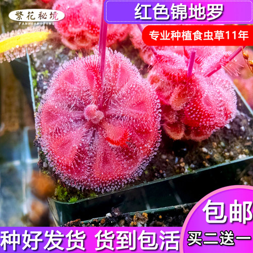 锦地进口稀有品种可以全红茅膏菜