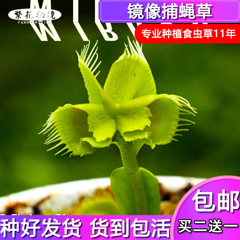 镜像捕蝇草【畸形翅膀食人花扑蝇草进口小苗奇花异草】
