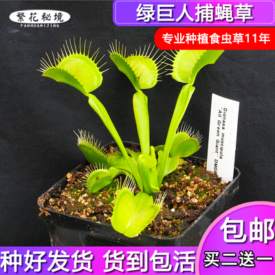 捕蝇草大型全绿巨夹食人花