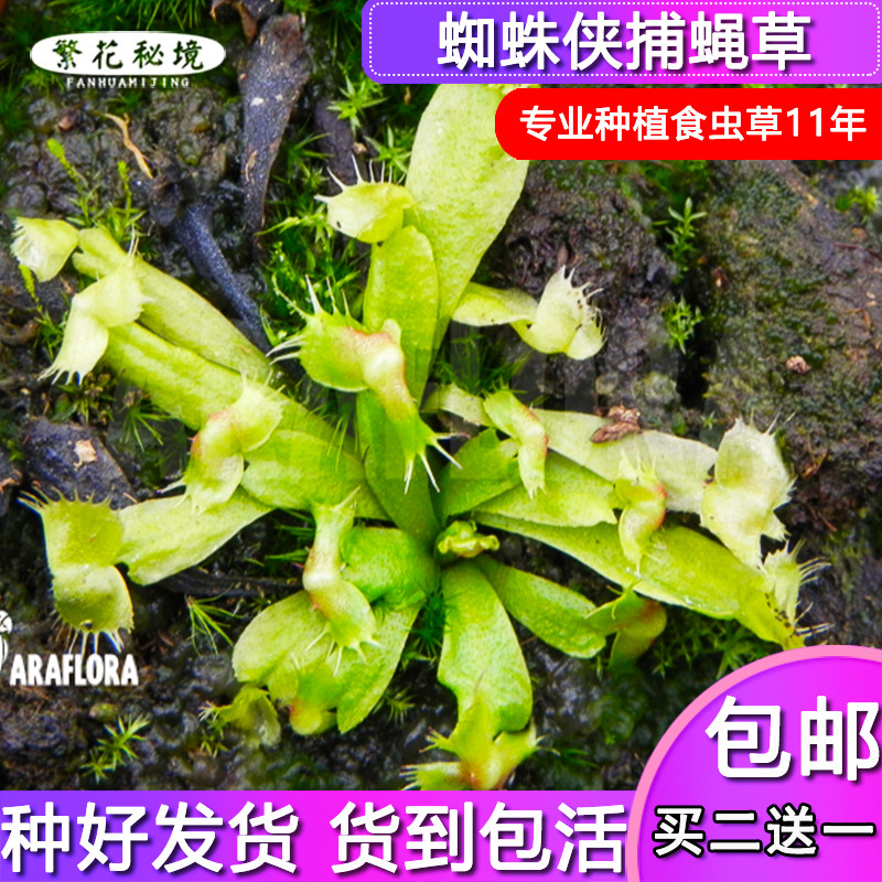 蜘蛛侠捕蝇草【高端稀有变异畸形品种食人花扑蝇草猪笼草瓶子草】
