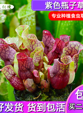 紫色瓶子草【矮胖品种巨型盆栽绿植多肉】