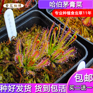 哈伯瑞迪直立茅膏菜粘虫子毛毡苔驱蚊草捕蝇草绿植多肉盆栽食人花