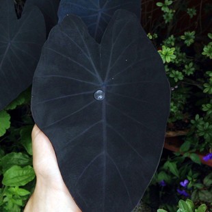 基地直销【黑魔法/紫叶芋/黑叶芋】荷兰进口室内耐阴绿植稀有植物