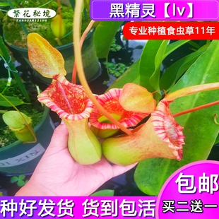 黑精灵猪笼草【lv劳氏X红葫芦性价比超高办公室桌面盆栽绿植】