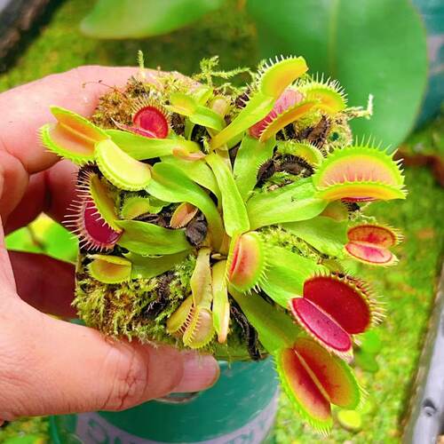 狼人B52捕蝇草食虫植物