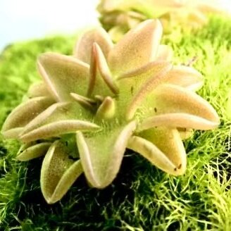 【爱圣捕虫堇】食虫植物捕蝇草食虫草吃虫粘虫驱蚊小型精致盆栽