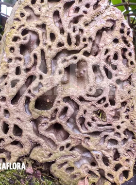 蚁栖木蚁栖植物小苗带盆种好发货块根 M. tuberosa造景盆栽阳台