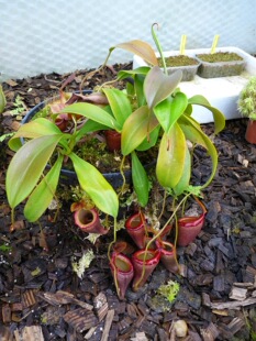 【杏黄猪笼草】 大型猪笼草捕蝇草食人花食虫植物趣味绿植盆栽