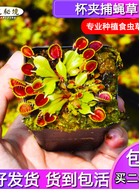 捕蝇草迷你盆栽食人花花盆植物