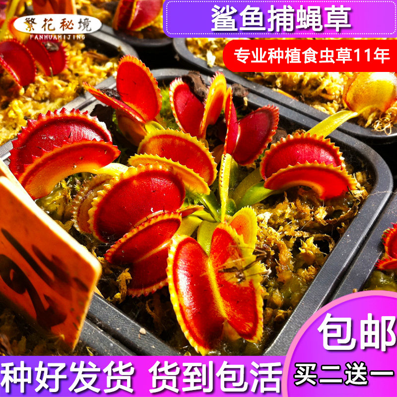 鲨鱼捕蝇草【大型三角齿红线扑蝇草食人花驱蚊草绿植盆栽多肉】
